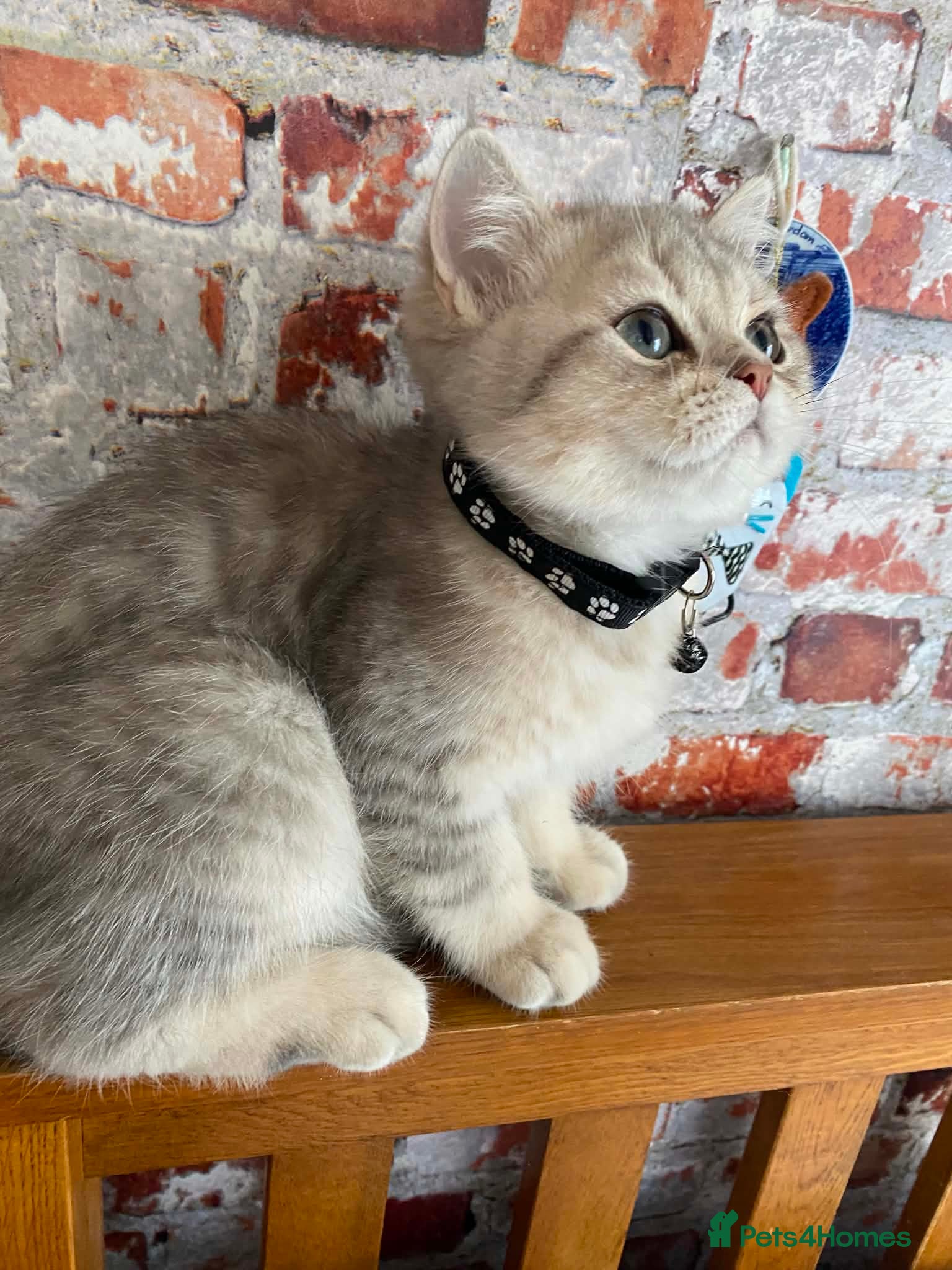 British Shorthair cats British shorthair kittens  - Advert 12
