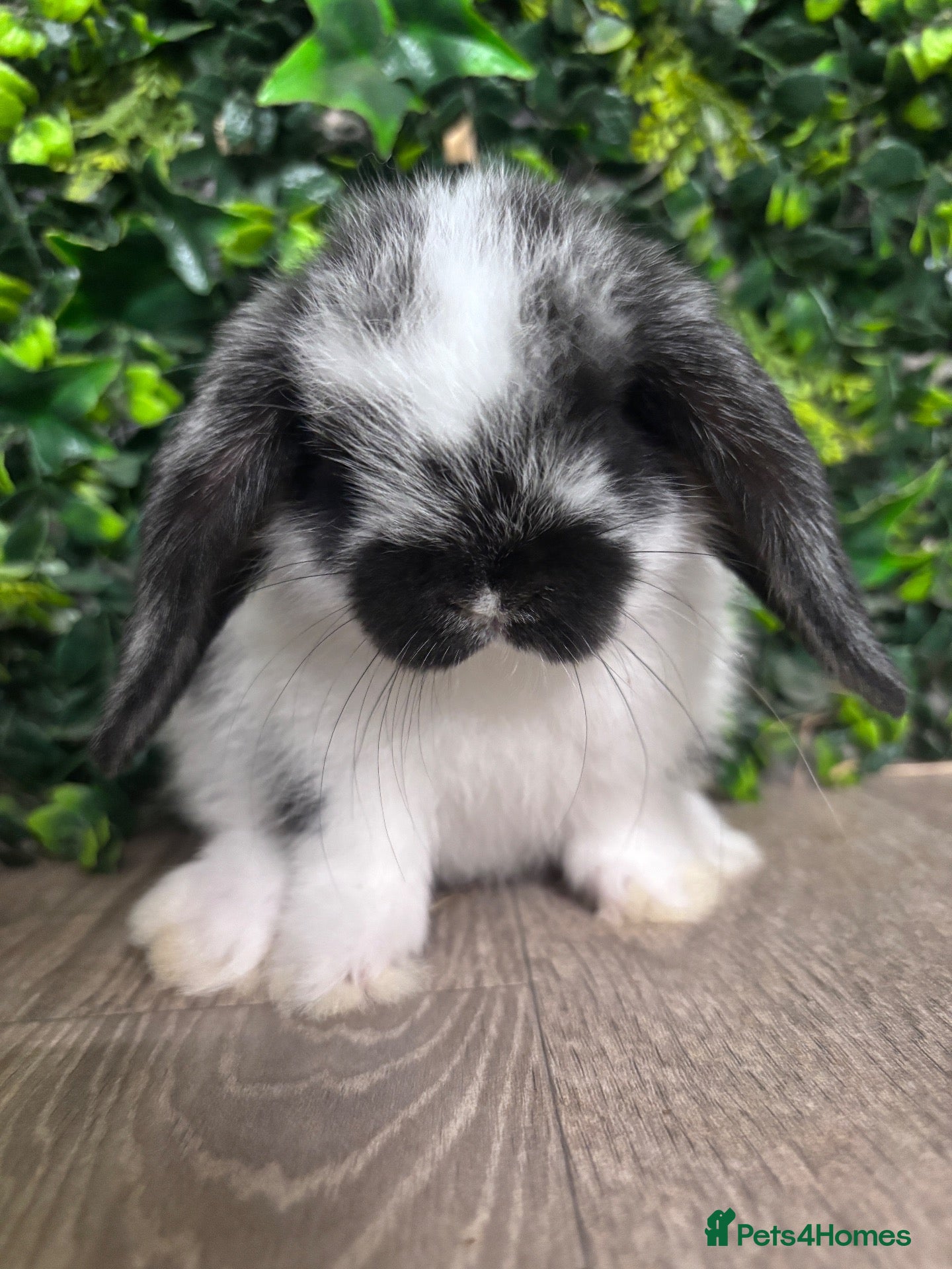 Mini Lop rabbits BEAUTIFUL BABY MINI LOP BUNNIES  - Advert 1