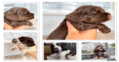 Cocker Spaniel dogs - Advert 2