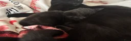 Mixed Breed cats for sale: Black female kittens  in Norwich - Advert 2