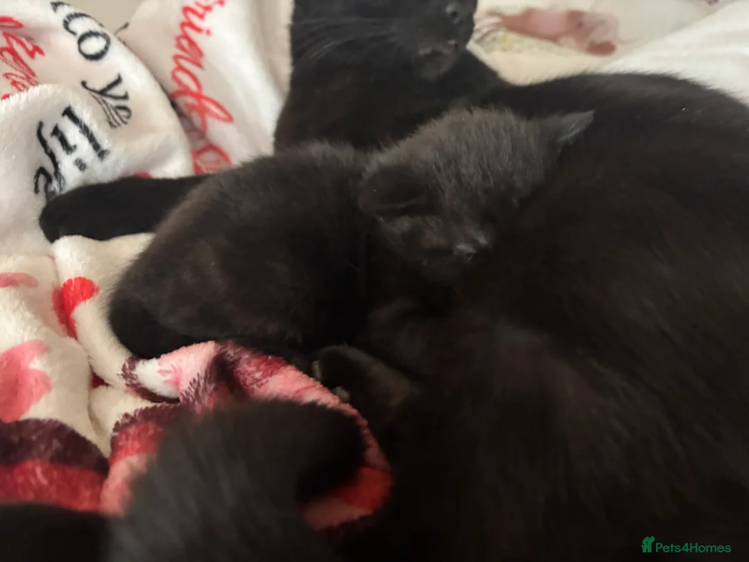 Mixed Breed cats for sale: Black female kittens  in Norwich - Advert 2