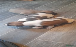Whippet dogs for sale: Kc registered whippet pups 2 boys left - Image 7