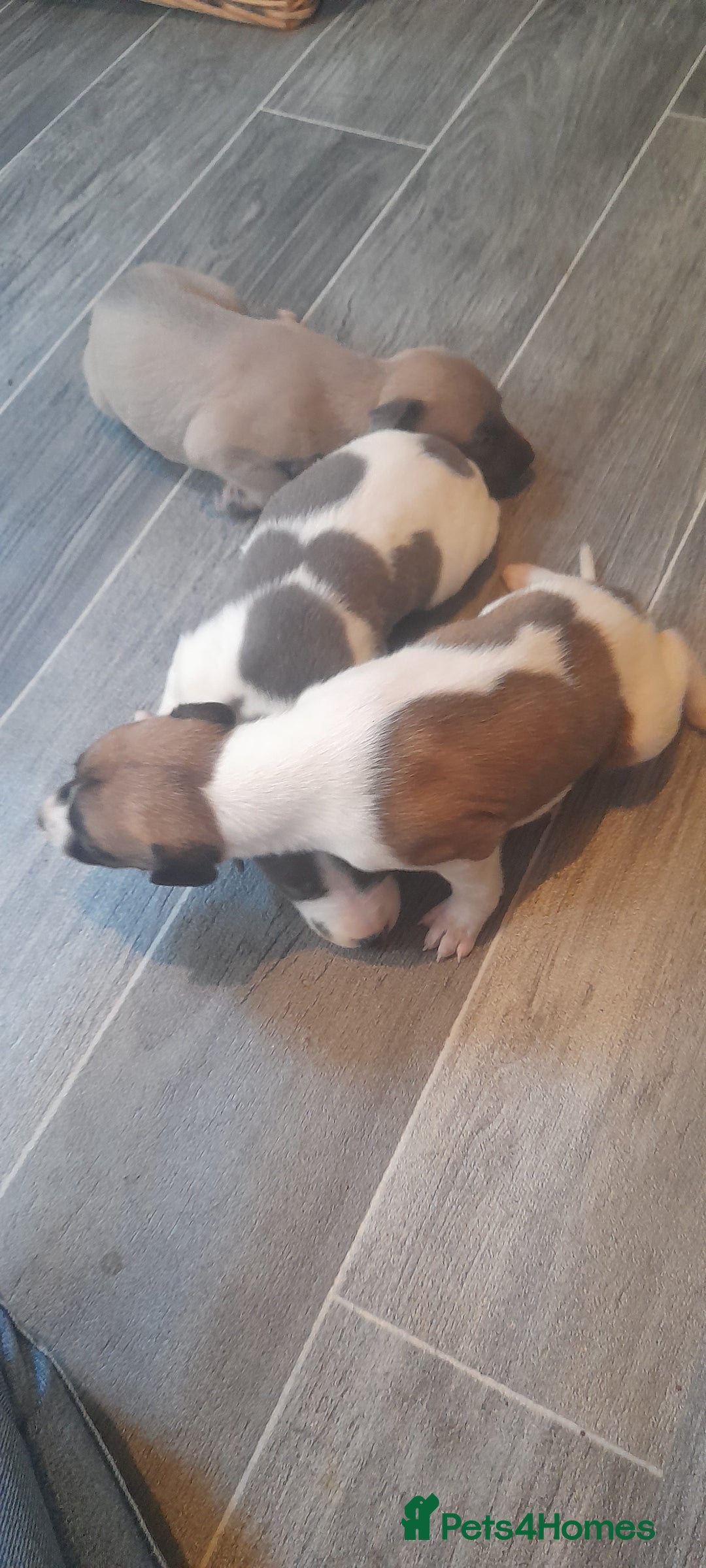 Whippet dogs for sale: Kc registered whippet pups 2 boys left - Image 7