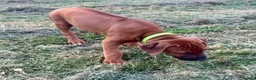 Rhodesian Ridgeback dogs for sale: 5 Star Council Registered Breeder         - Advert 12