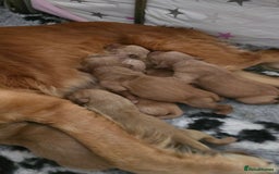 Golden Retriever dogs for sale: *Beautiful kc/Dna clear Golden retriever pups* - Image 11