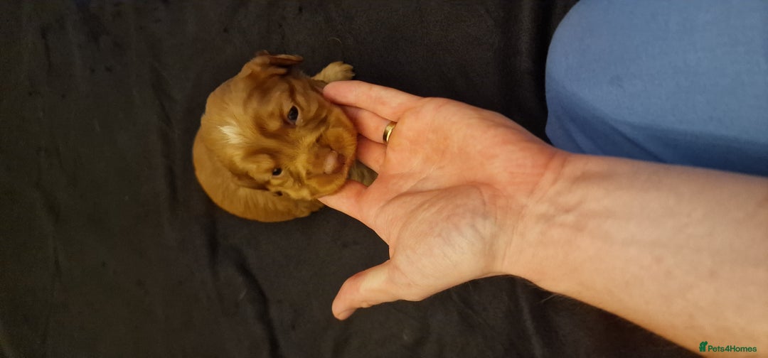 Cocker Spaniel dogs for sale: Cocker spaniel puppies - Image 25