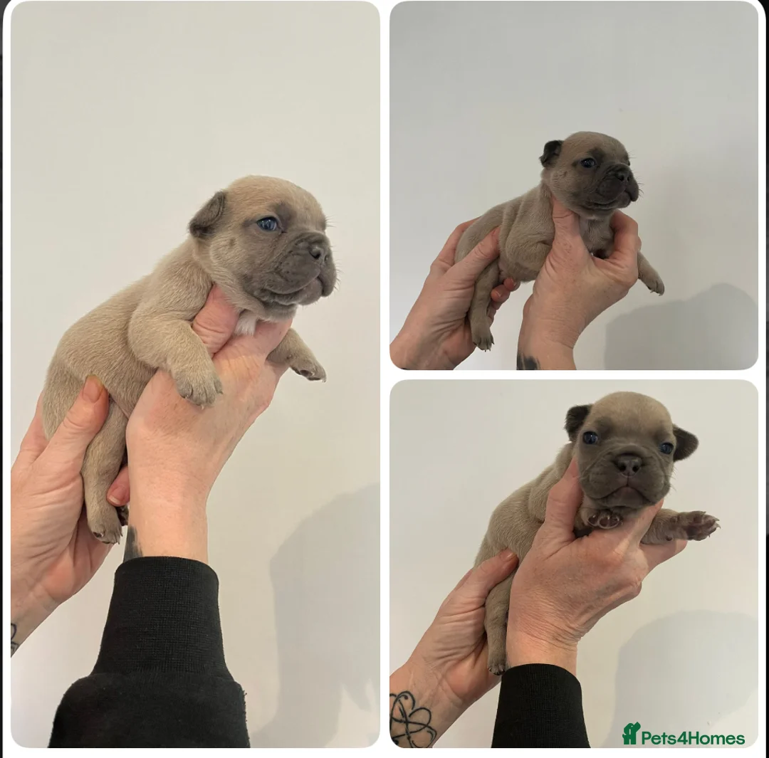 French Bulldog dogs for sale: French bulldog furbabies  in Dunstable - Advert 2