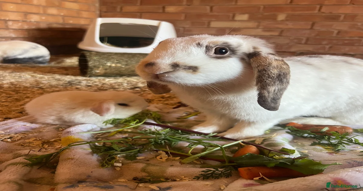 Indoor mini lop for sale in Grantham | Pets4Homes