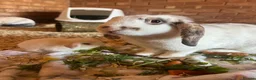 Mini Lop rabbits for sale: Indoor mini lop - Advert 1