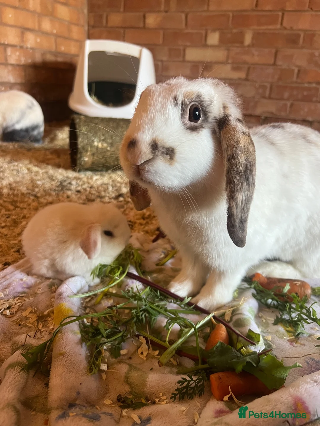 Mini Lop rabbits for sale: Indoor mini lop - Advert 1