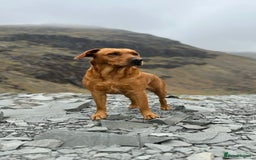 Labrador Retriever dogs for sale: KC Registered Labradors - Image 5