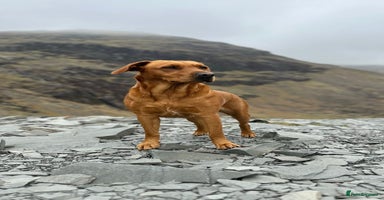 Labrador Retriever dogs - Advert 6