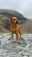 Labrador Retriever dogs - Advert 1