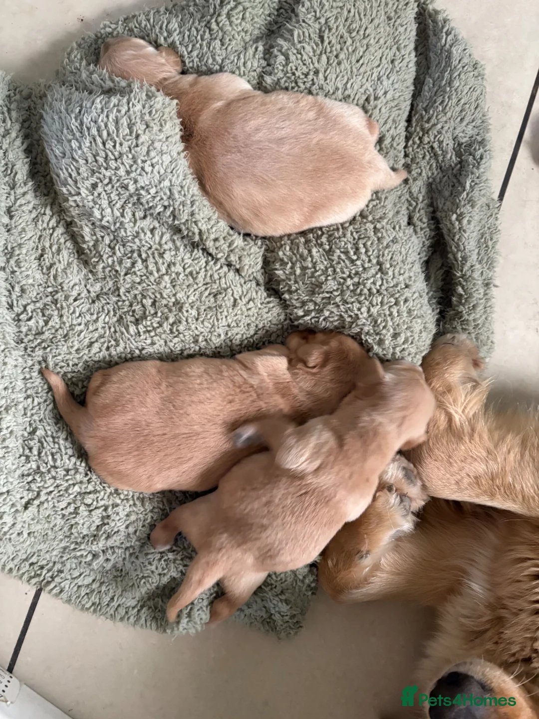 Golden Retriever dogs for sale: Dark golden retriever puppies kc reg - Advert 3
