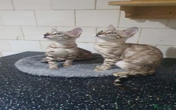 Bengal cats for sale: 🔥✨Pedigree TICA-Registered Bengals - Image 31