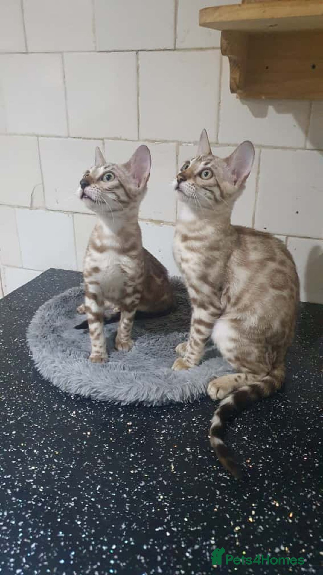 Bengal cats for sale: 🔥✨Pedigree TICA-Registered Bengals - Image 31