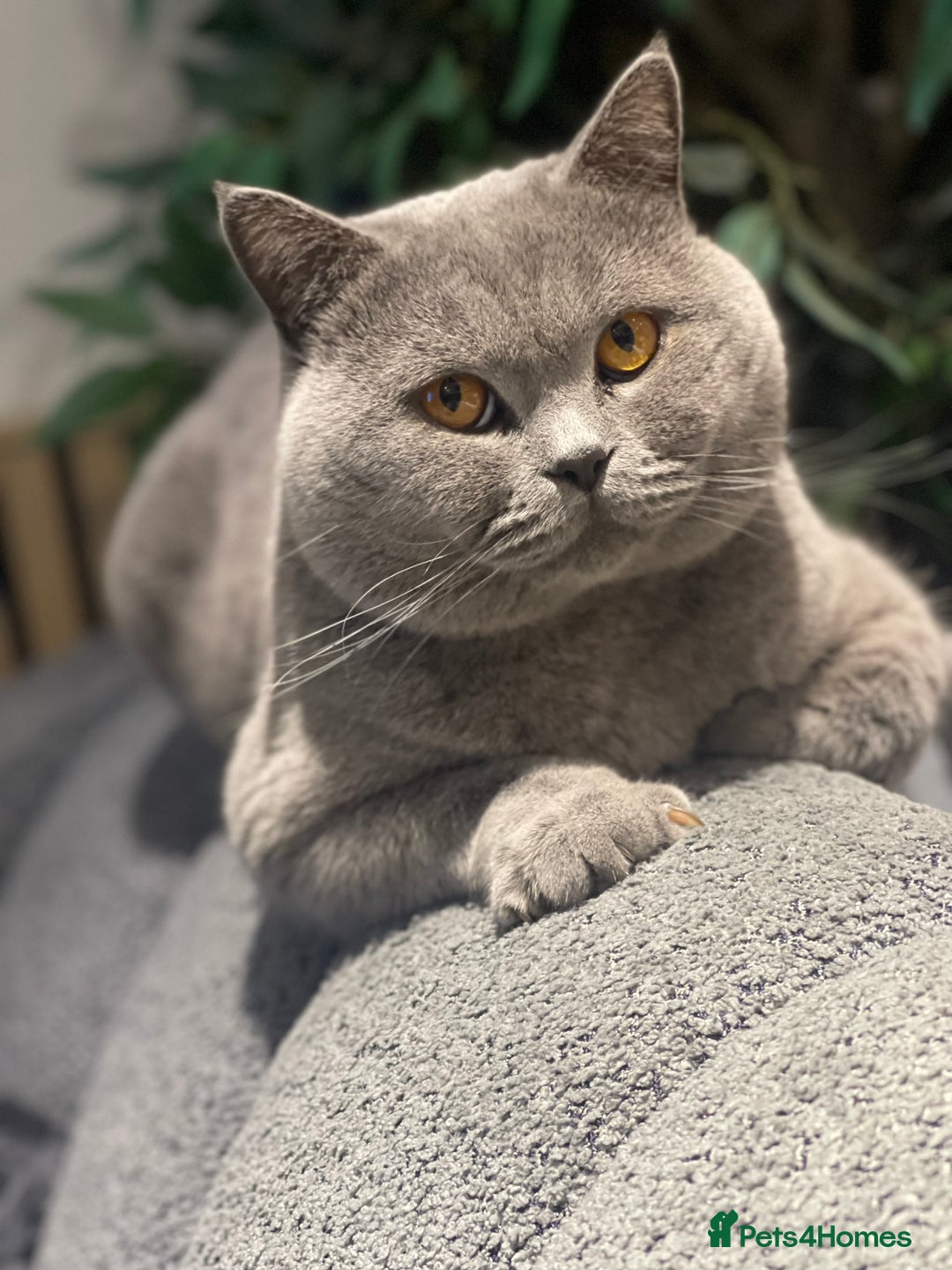 British Shorthair cats for stud: STUNNING GCCF REGISTERED PROVEN STUD - Advert 14