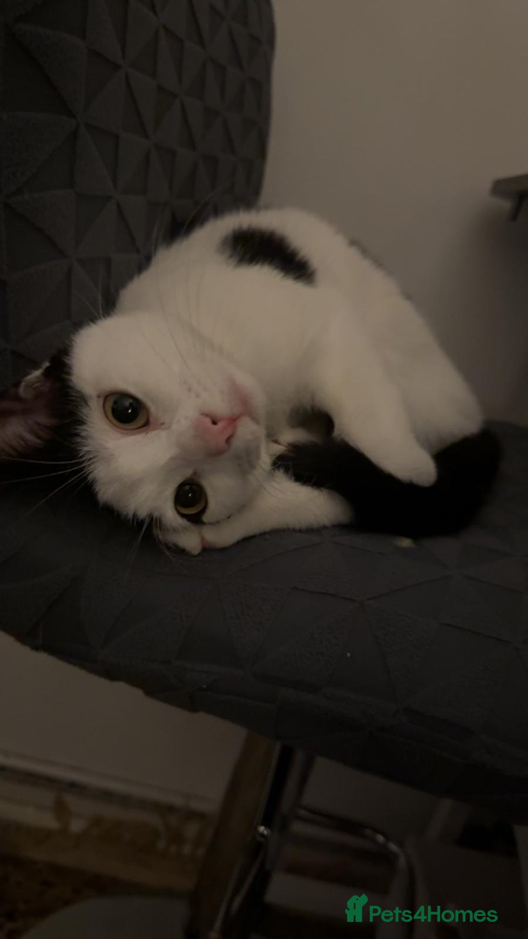 Mixed Breed cats for sale: 🐾 Loving Cat for Sale – “Cloud” 🐾 - Image 2