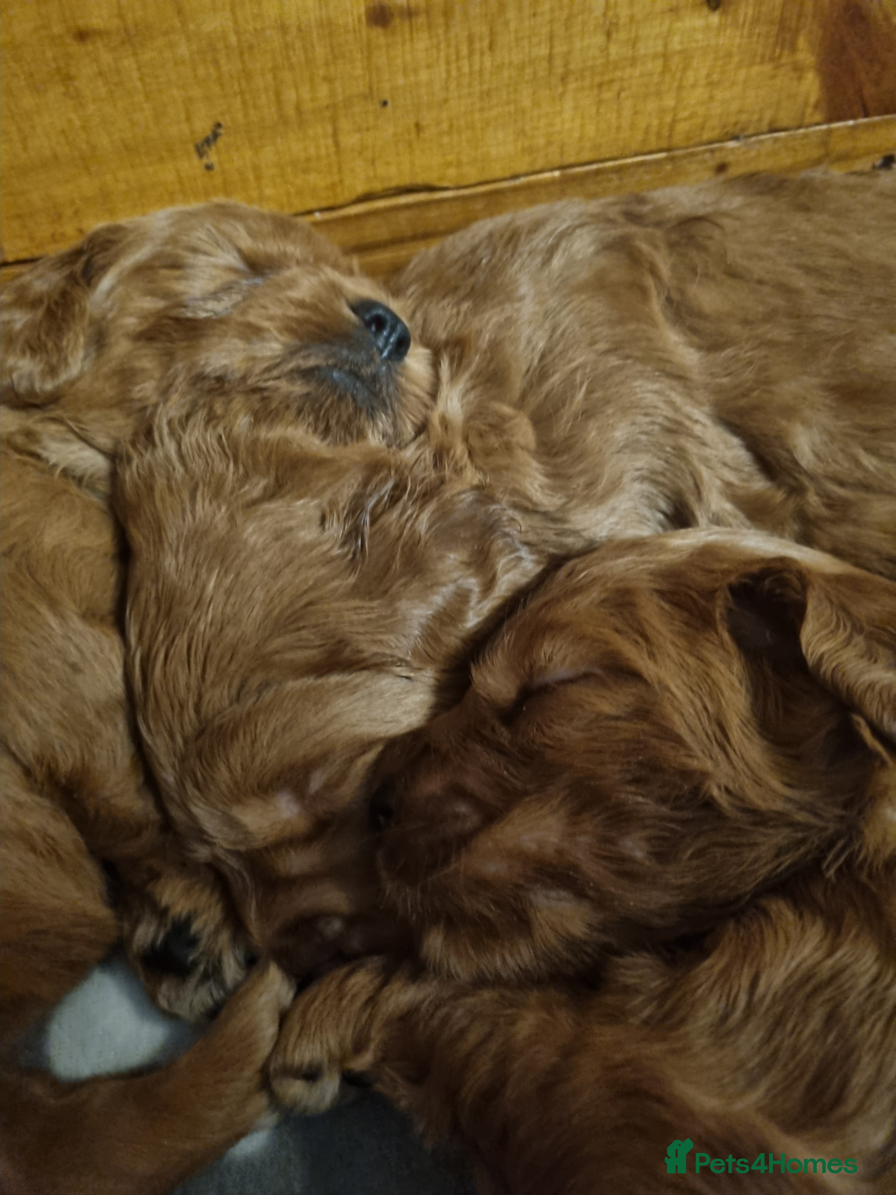 Mini Goldendoodle dogs Mini Fox H.Tested Goldendoodles bred by K9trainer! - Advert 11