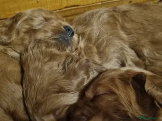 Mini Goldendoodle dogs Mini Fox H.Tested Goldendoodles bred by K9trainer! - Advert 11