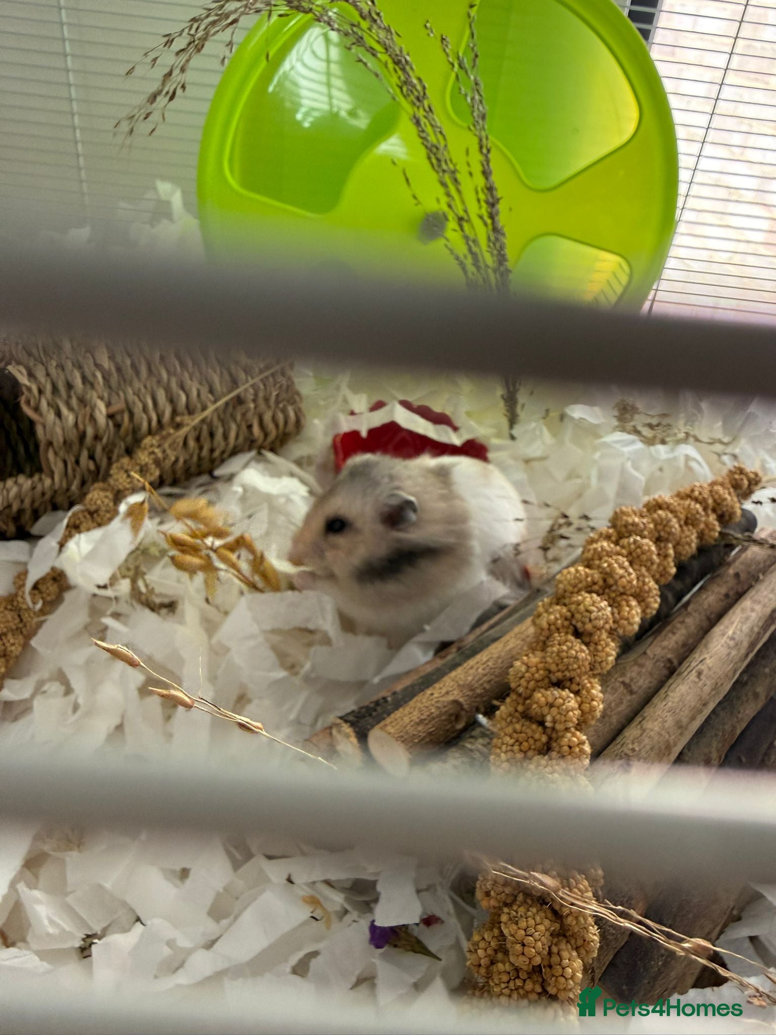 Hamster rodents Female Hamster for sale 6 months old  - Advert 1