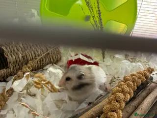 Hamster rodents Female Hamster for sale 6 months old - Advert 1