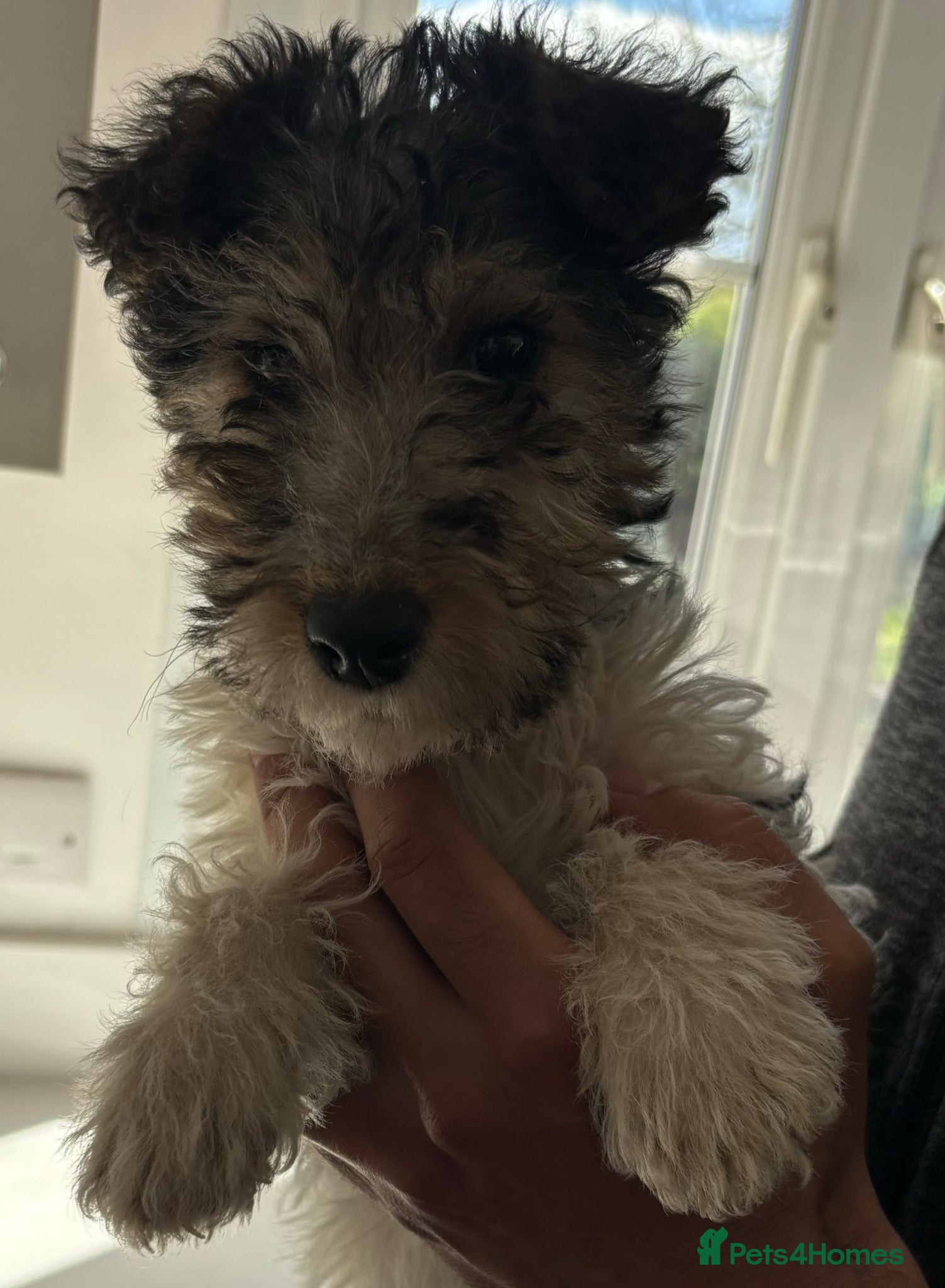 Fox Terrier dogs *Wire Haired 1 Girl Left* - Advert 12