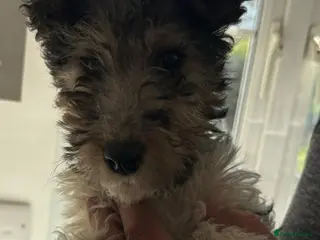 Fox Terrier dogs *Wire Haired 1 Girl Left* - Advert 5