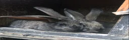 Continental Giant rabbits for sale: Continental Giant Baby Rabbits 3 Girls & 1 Buck - Advert 11