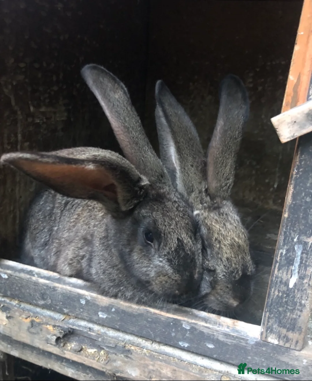 Continental Giant rabbits for sale: Continental Giant Baby Rabbits 3 Girls & 1 Buck - Advert 11