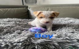 Parson Russell dogs for sale: Parson Russell puppies - Image 2