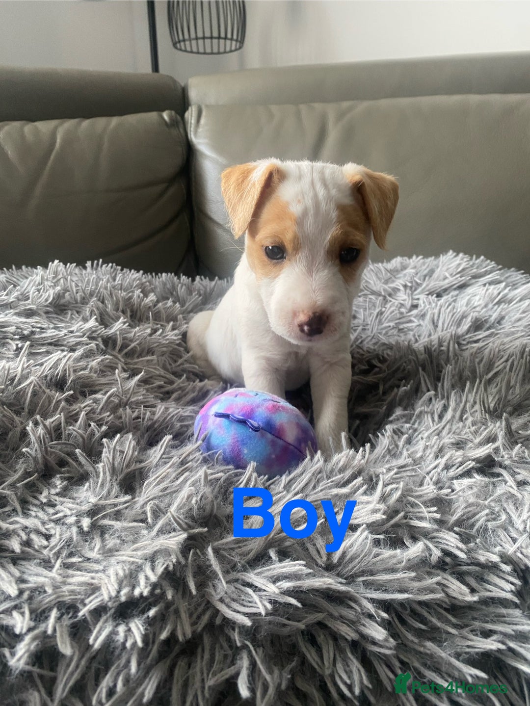 Parson Russell dogs for sale: Parson Russell puppies - Image 2