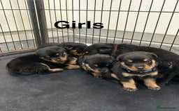 Rottweiler dogs for sale: Rottweiler puppies For sale  - Image 17