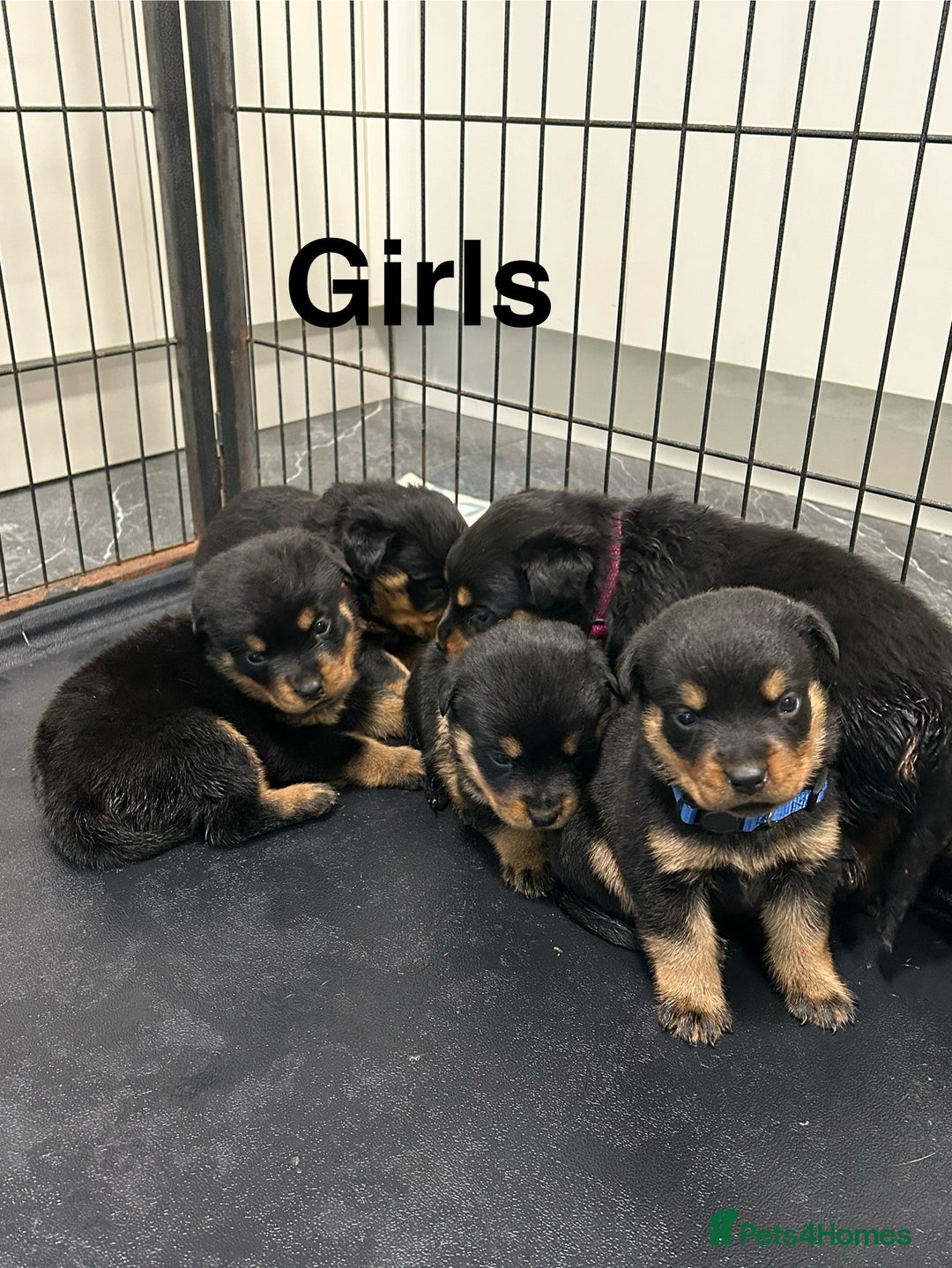 Rottweiler dogs for sale: Rottweiler puppies For sale  - Image 17