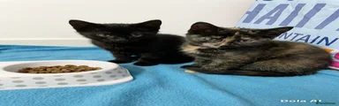 Mixed Breed Kitten 1