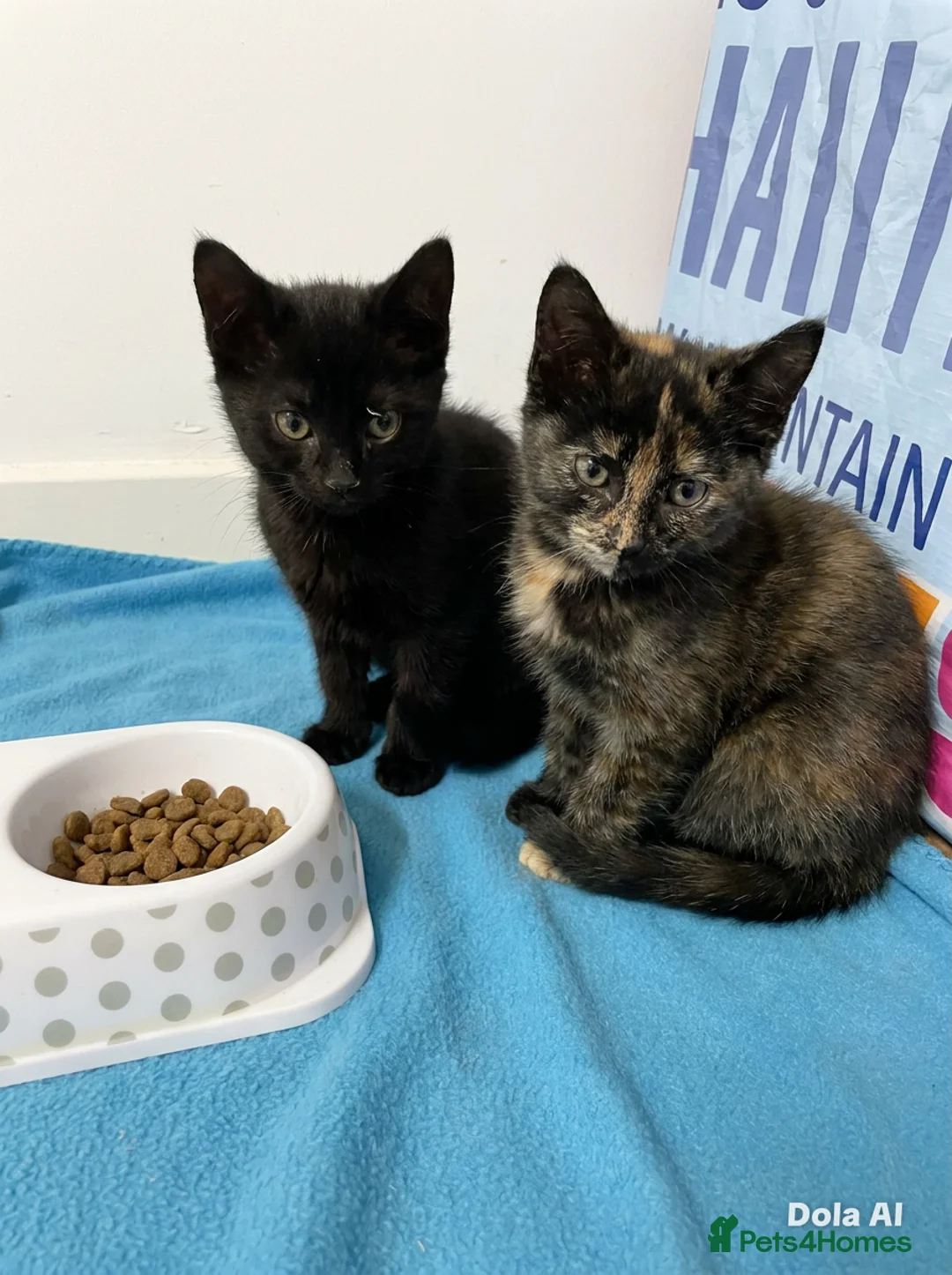 Mixed Breed cats for sale: BSH X SCOTTISH FOLD - Advert 1