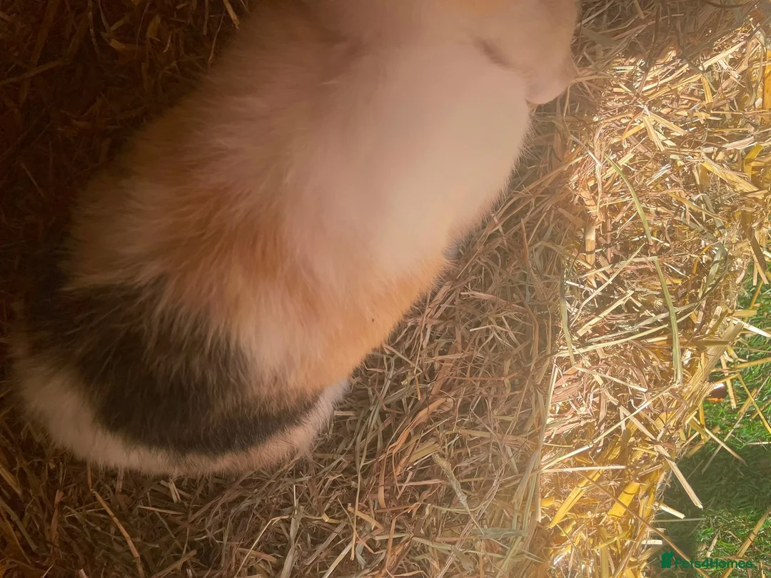 Mixed Breed rabbits for sale: Mix rabbits please read listing  - Advert 27