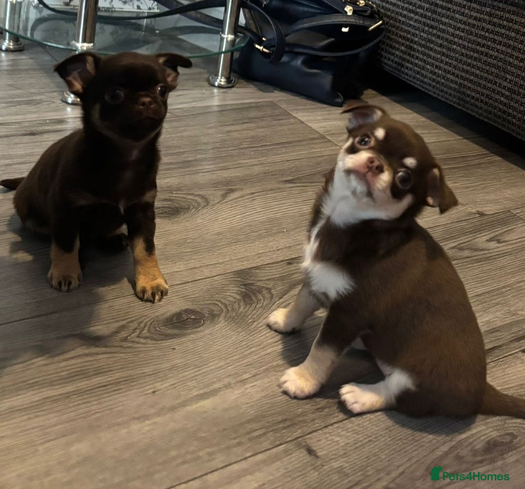 Chihuahua dogs Superb Chihuahua Pups - Advert 5