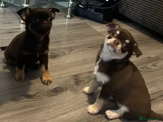 Chihuahua dogs Superb Chihuahua Pups - Advert 5