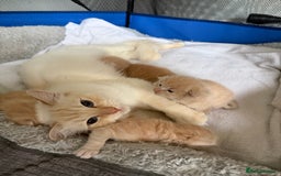 Ragcoon cats for sale: Ragdol Maincoon Cross vert rare fawn colour - Image 6