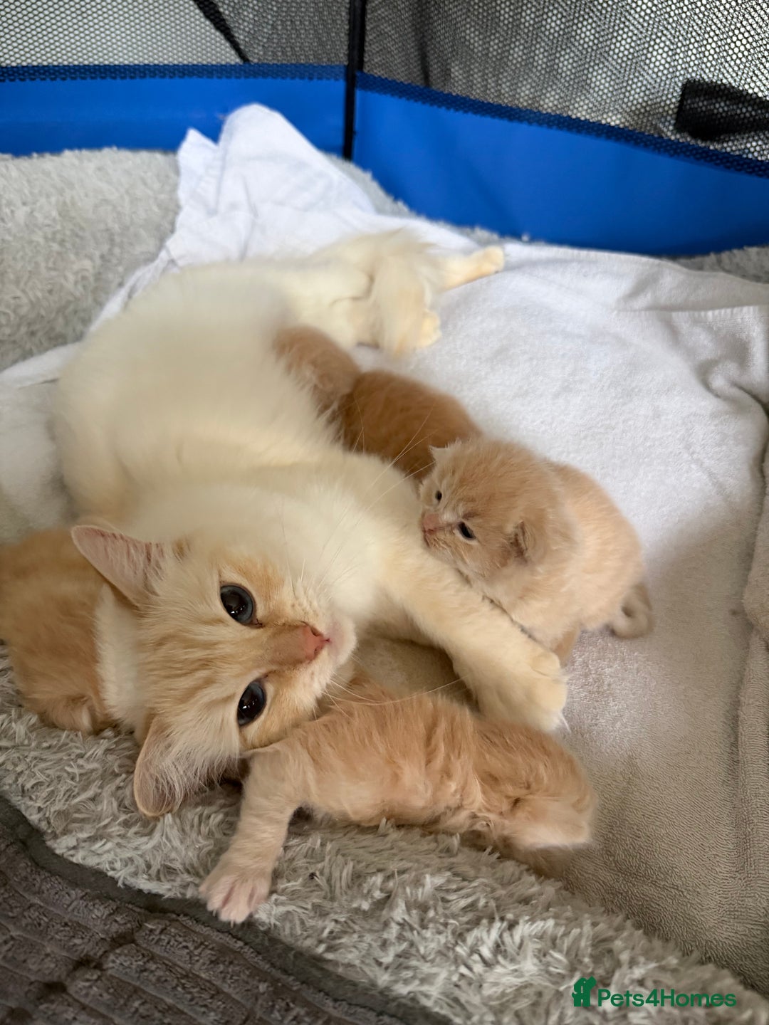 Ragcoon cats for sale: Ragdol Maincoon Cross vert rare fawn colour - Image 6