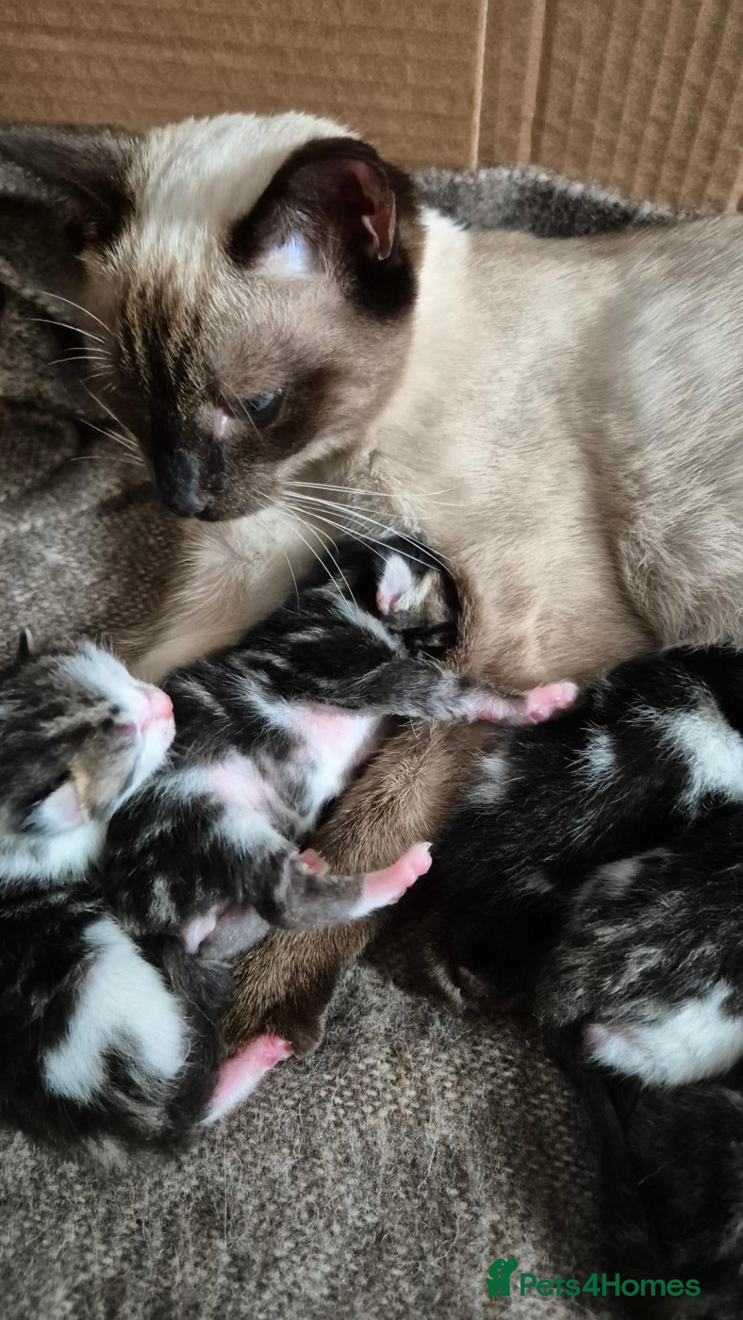 Mixed Breed cats Amazing family kittens - Advert 2