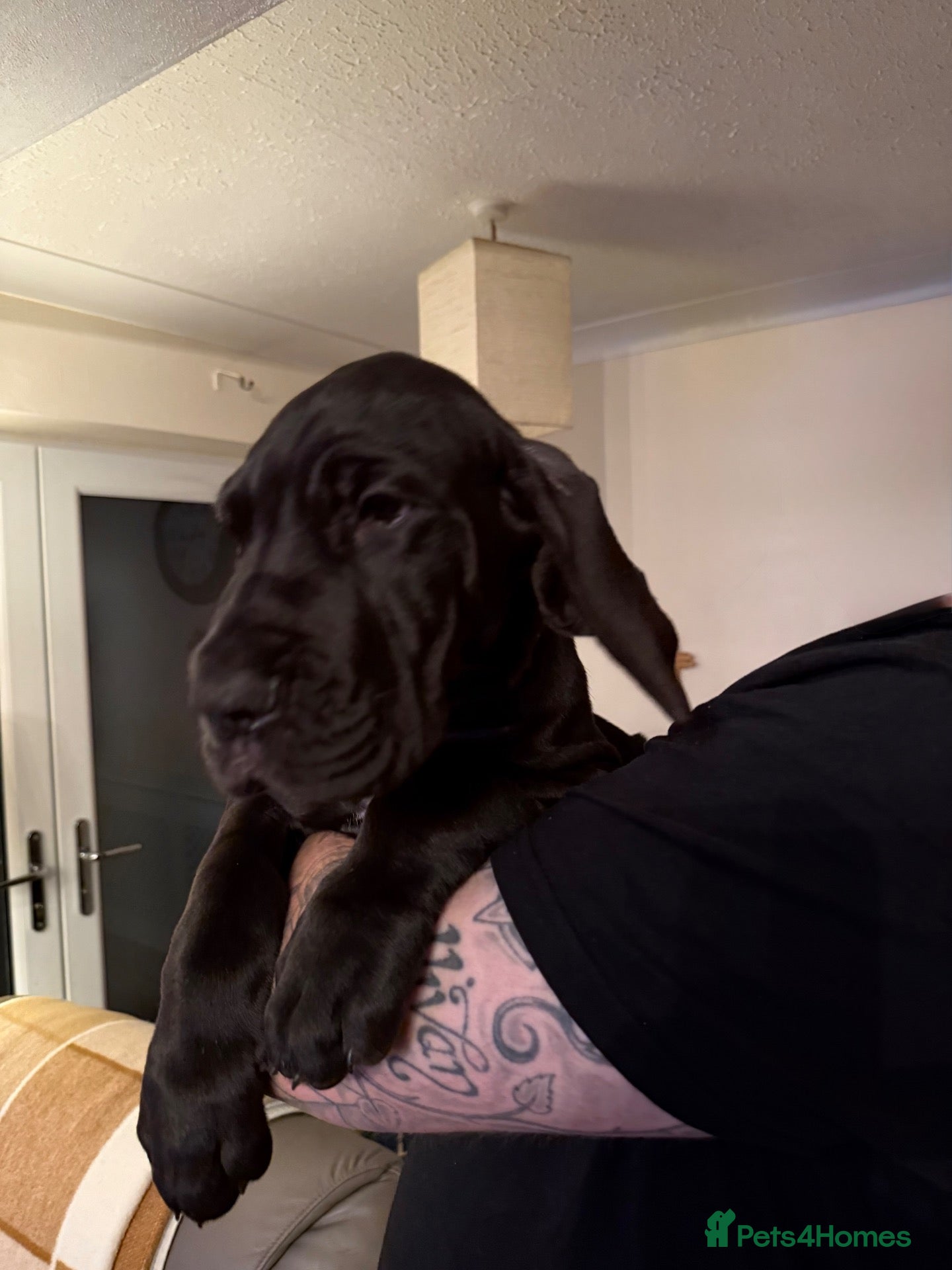 Great Dane dogs Last female Great Dane pup - Advert 2