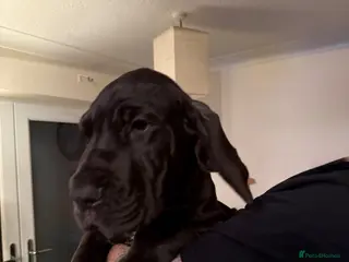 Great Dane dogs Last female Great Dane pup - Advert 2