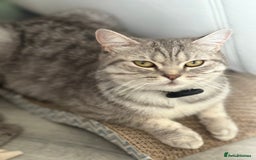 British Shorthair cats for sale: half british shorthair - Image 5