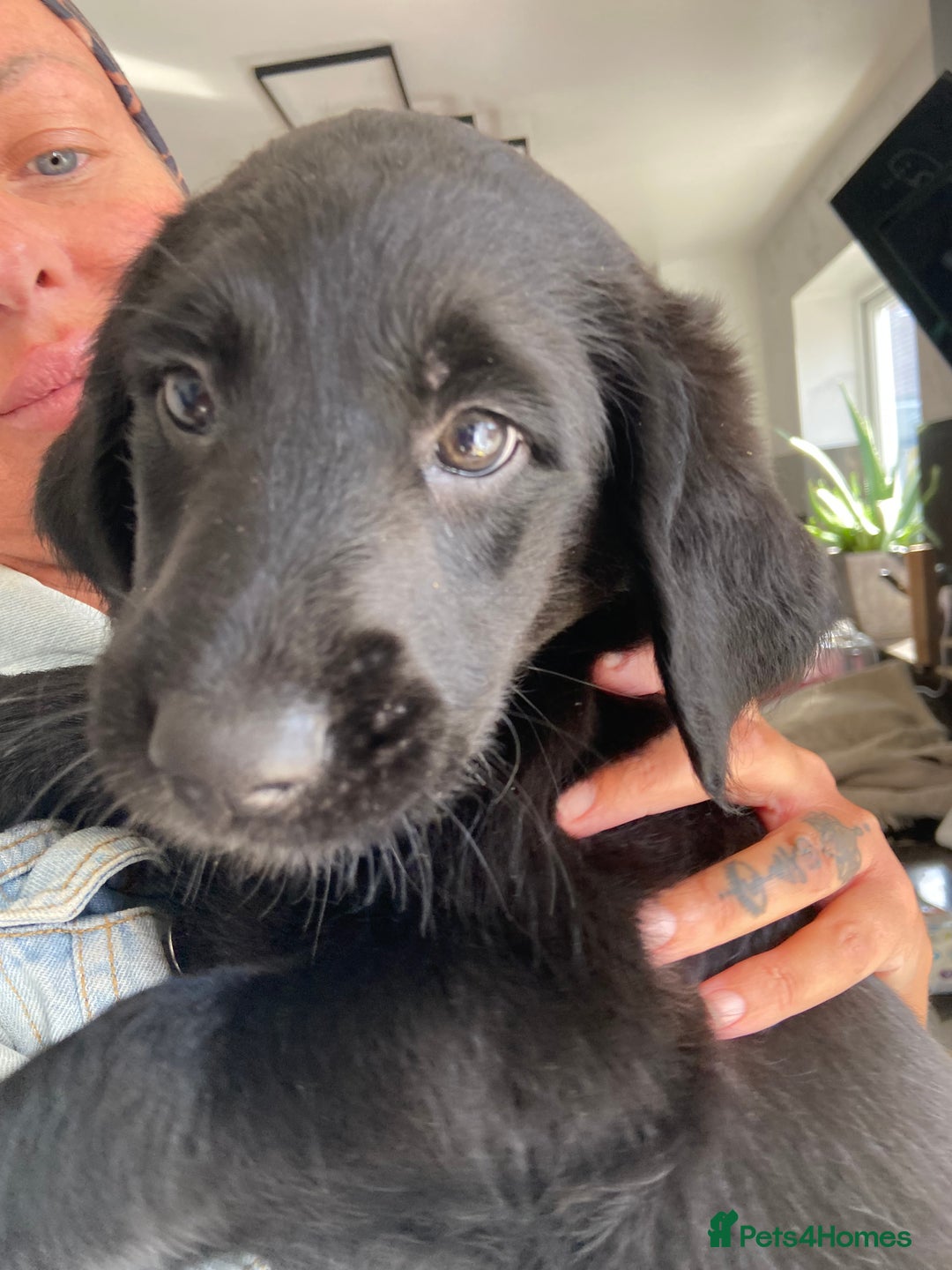 Labradoodle dogs for sale: F1 labradoodles  - Image 12