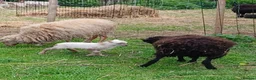 Sheep livestock for sale: Registered Pedigree Ouessant ewes, wethers, lambs - Advert 6