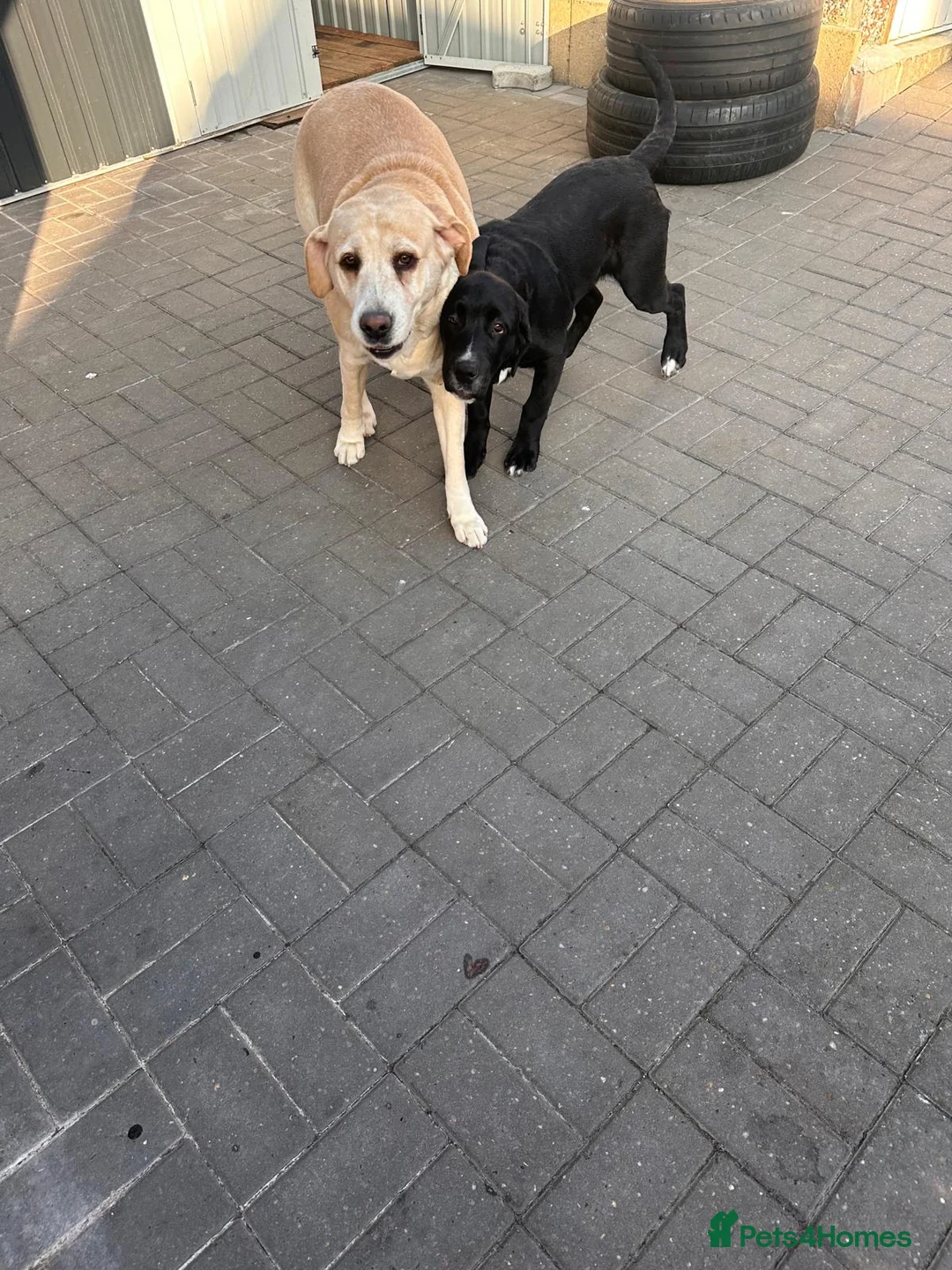 Mixed Breed dogs for sale: Beautiful cane corso x lab female - Advert 6