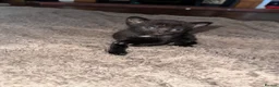 Domestic Shorthair cats for sale: 1 grey, 1 tabby, 2 black ( 1 with white markings)  - Advert 6