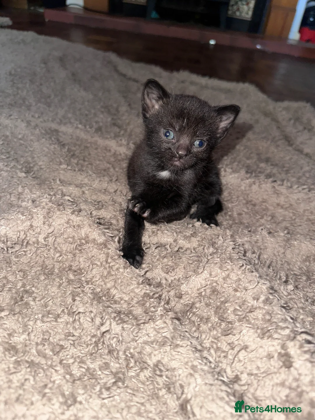 Domestic Shorthair cats for sale: 1 grey, 1 tabby, 2 black ( 1 with white markings)  - Advert 6